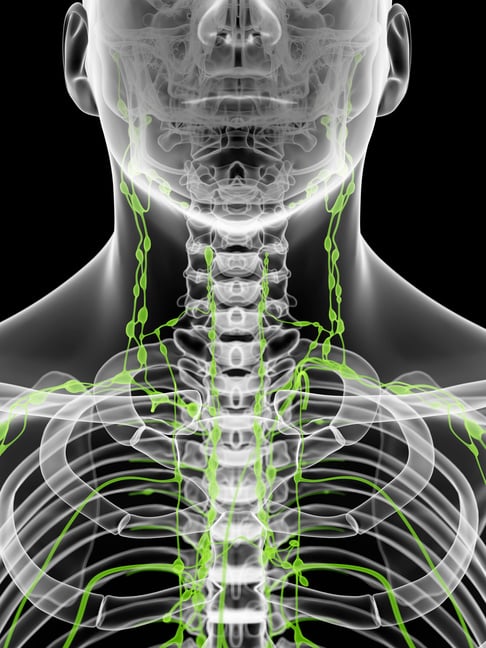 "Human lymph nodes in the neck